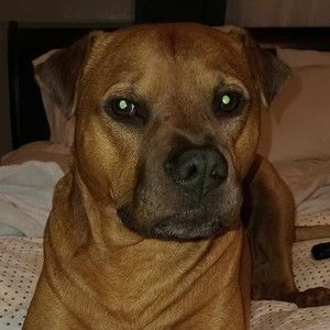 Meet your Posher, Joyce